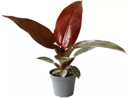 Philodendron 'Red sun' 10cm - afbeelding 1