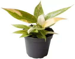 Philodendron 'Ring of fire' 10cm - afbeelding 1