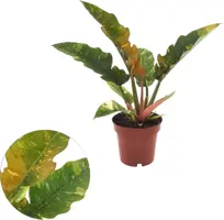 Philodendron 'Ring of Fire' 25cm - afbeelding 1