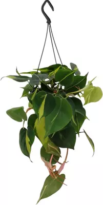 Philodendron scandens 40cm - afbeelding 1