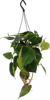 Philodendron scandens 40cm - afbeelding 1