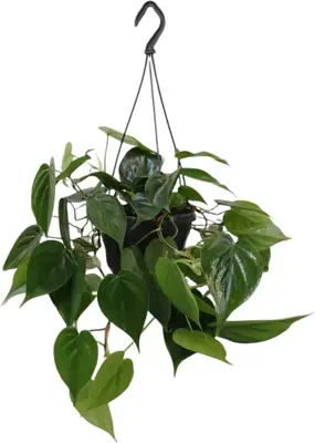 Philodendron scandens 40cm - afbeelding 1