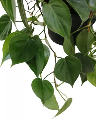 Philodendron scandens 40cm - afbeelding 2