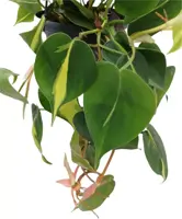 Philodendron scandens 40cm - afbeelding 2