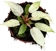 Philodendron Snowdrift (Philodendron) 15cm - afbeelding 2