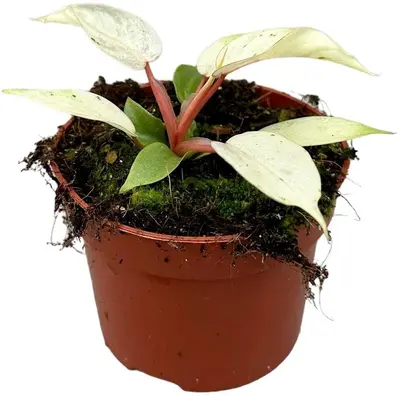 Philodendron Snowdrift (Philodendron) 15cm - afbeelding 1