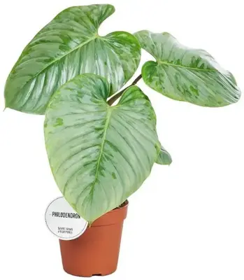 Philodendron sodiroi 40cm - afbeelding 1