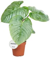 Philodendron sodiroi 40cm - afbeelding 1