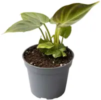 Philodendron verrucosum 12cm - afbeelding 1