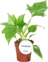 Philodendron warszewiczii 25cm - afbeelding 1