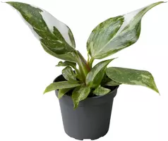 Philodendron 'White Princess' 16cm - afbeelding 1