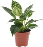 Philodendron 'White wave' (Philodendron) 25cm - afbeelding 1
