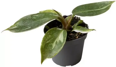 Philodendron 'white wizard' 16cm - afbeelding 1