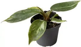 Philodendron 'white wizard' 16cm - afbeelding 1
