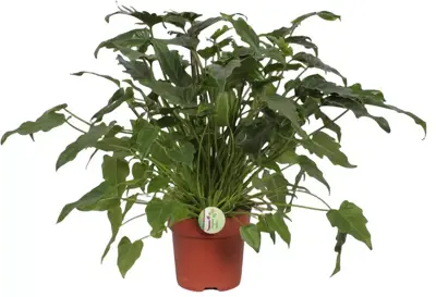 Philodendron xanadu 70cm - afbeelding 1