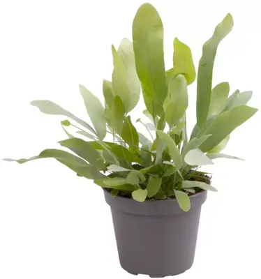 Phlebodium 'Aureum' (Blauwvaren) 14cm - afbeelding 1