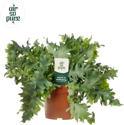 Phlebodium aureum 'Davana' (Zinkvaren, Blauwvaren) 35cm - afbeelding 1