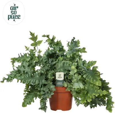 Phlebodium aureum 'Davana' (Zinkvaren, Blauwvaren) 45cm - afbeelding 1