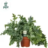 Phlebodium aureum 'Davana' (Zinkvaren, Blauwvaren) 45cm - afbeelding 1
