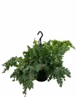 Phlebodium davana (Zinkvaren, Blauwvaren) 40cm - afbeelding 1