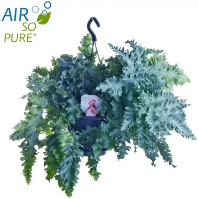 Phlebodium davana (Zinkvaren, Blauwvaren) 40cm - afbeelding 2