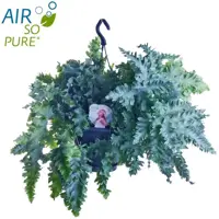 Phlebodium davana (Zinkvaren, Blauwvaren) 40cm - afbeelding 2