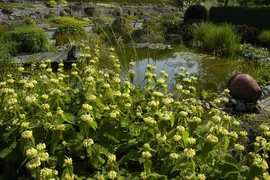 Phlomis Russeliana (Brandkruid) - afbeelding 12