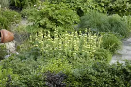 Phlomis Russeliana (Brandkruid) - afbeelding 14