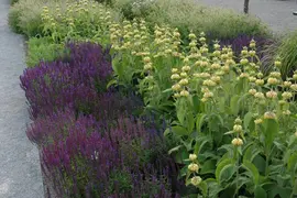 Phlomis Russeliana (Brandkruid) - afbeelding 15