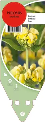 Phlomis Russeliana (Brandkruid) - afbeelding 1