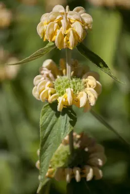 Phlomis Russeliana (Brandkruid) - afbeelding 5