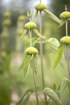 Phlomis Russeliana (Brandkruid) - afbeelding 6