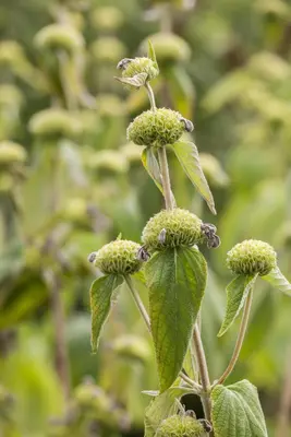 Phlomis Russeliana (Brandkruid) - afbeelding 8