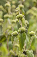 Phlomis Russeliana (Brandkruid) - afbeelding 8