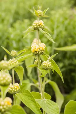 Phlomis Russeliana (Brandkruid) - afbeelding 10