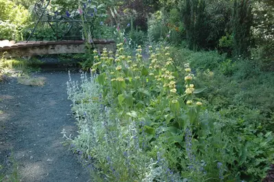 Phlomis russeliana (Phlomis) - afbeelding 14