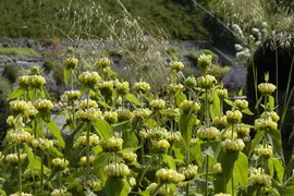 Phlomis russeliana (Phlomis) - afbeelding 16