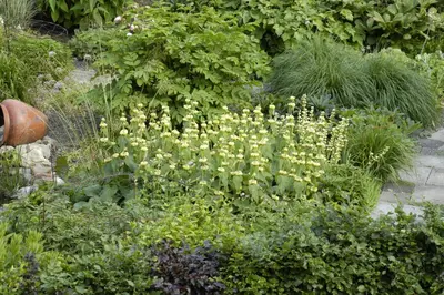Phlomis russeliana (Phlomis) - afbeelding 17