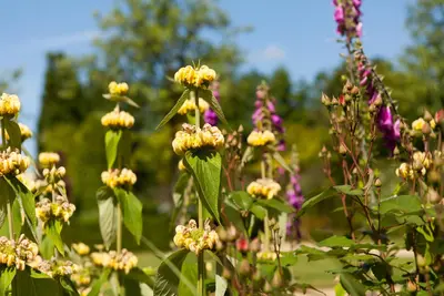 Phlomis russeliana (Phlomis) - afbeelding 6
