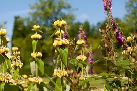 Phlomis russeliana (Phlomis) - afbeelding 6