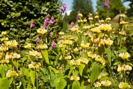Phlomis russeliana (Phlomis) - afbeelding 7