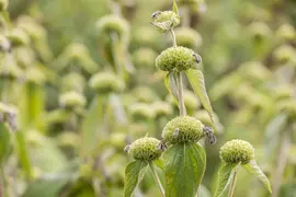 Phlomis russeliana (Phlomis) - afbeelding 12