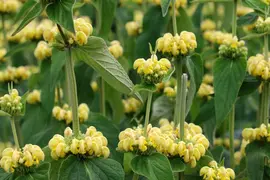 Phlomis russeliana (Phlomis) - afbeelding 4