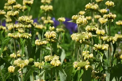 Phlomis russeliana (Phlomis) - afbeelding 5