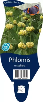 Phlomis russeliana (Phlomis) - afbeelding 1