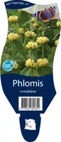 Phlomis russeliana (Phlomis) - afbeelding 1