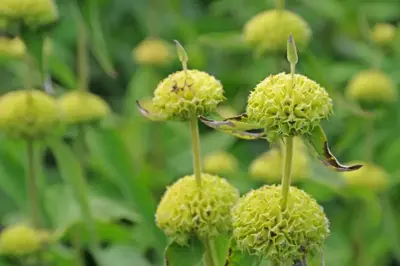 Phlomis russeliana (Phlomis) - afbeelding 3