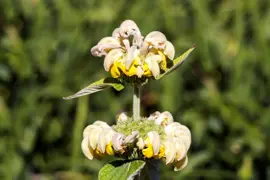 Phlomis russeliana (Phlomis) - afbeelding 2