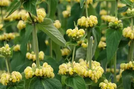 Phlomis russeliana (Phlomis) - afbeelding 4