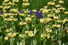 Phlomis russeliana (Phlomis) - afbeelding 5